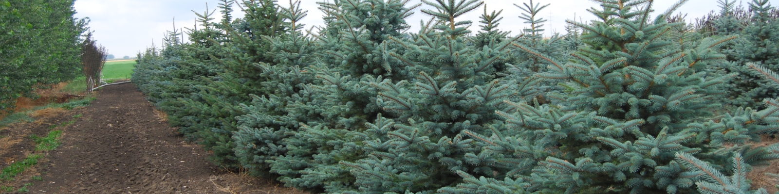 Cropped Colorado Spruce 4 Jpg EVER GREEN ACRES TREE FARM   Cropped Colorado Spruce 4 